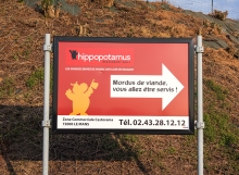 Hippopotamus